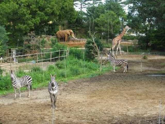 セルコホーム ズーパラダイス八木山