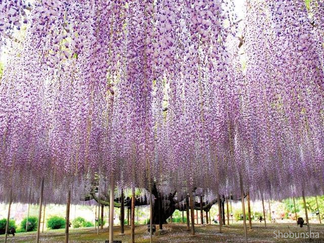 ゴールデンウイークに行きたい 0円からインスタ映えまで全国のおすすめおでかけスポット まっぷるトラベルガイド