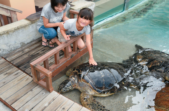ウミガメをじっくり観察してみたい