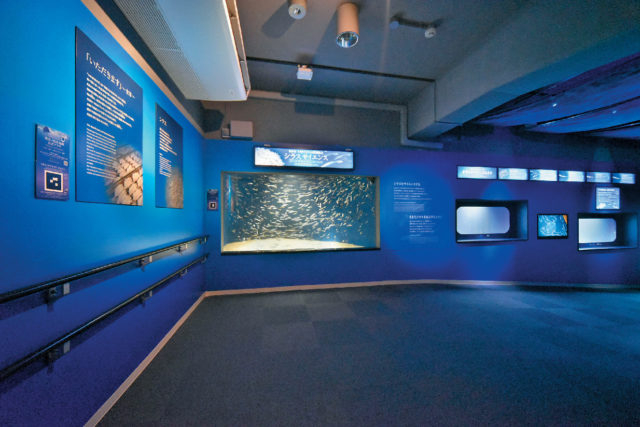 世界初!シラスの展示