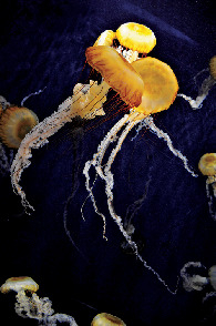 多彩なクラゲたち