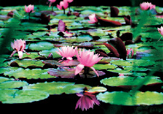 大沼湖畔で見られる動植物