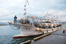 【函館×函館漁港イカセリ】函館市水産物地方卸売市場