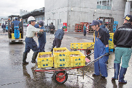 【函館×函館漁港イカセリ】函館市水産物地方卸売市場
