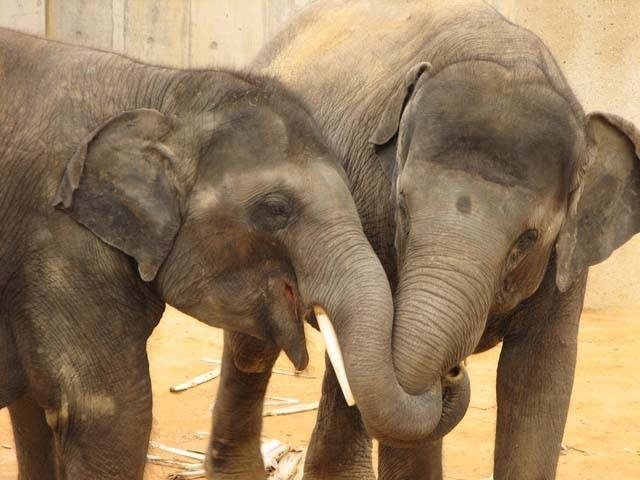 動物ふれあいに工場見学 子供と楽しむ 沖縄でおすすめの体験スポット 観光旅行メディア まっぷるトラベルガイド