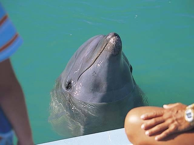 動物ふれあいに工場見学 子供と楽しむ 沖縄でおすすめの体験スポット まっぷるトラベルガイド