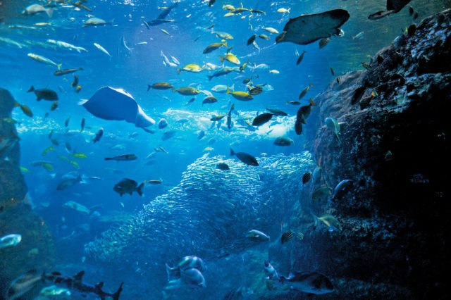 新江ノ島水族館 かわいい海の生き物たちに出会う まっぷるトラベルガイド