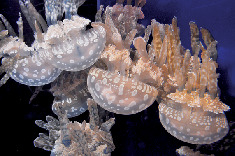 多彩なクラゲたち