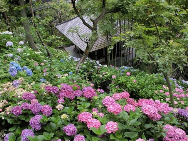 鎌倉 長谷寺 観光情報 アジサイ 季節の花をチェックしよう まっぷるトラベルガイド