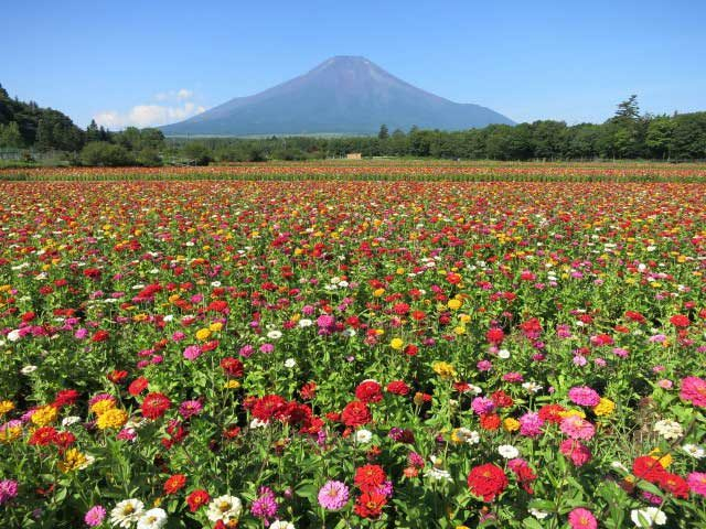 山中湖 忍野 で人気 おすすめの観光 グルメスポット 観光旅行メディア まっぷるトラベルガイド