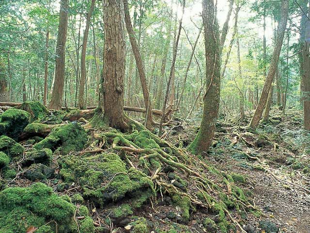 富士山 青木ヶ原樹海の洞窟探検 自然の神秘にふれよう まっぷるトラベルガイド