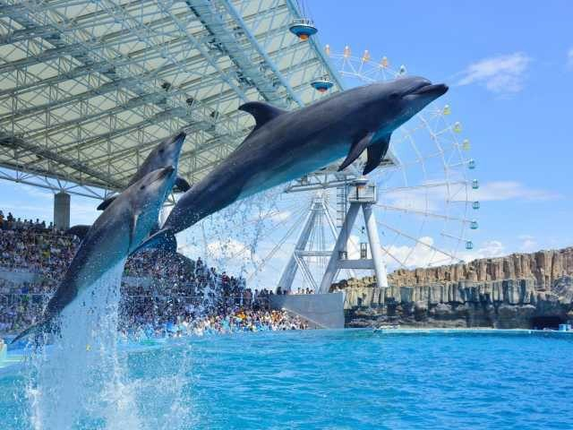 名古屋港水族館 キュートな海の生き物にトキメキ 観光旅行メディア まっぷるトラベルガイド