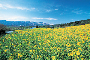 【飯山×観光】唱歌『朧月夜』の風景「菜の花公園」