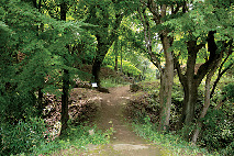【甲府観光×武田信玄ゆかりのスポット】武田氏の居館跡に建つ信玄公を祀る神社「武田神社」