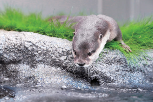 サンシャイン水族館へアクセス 都心でペンギン カワウソに会える場所 観光旅行メディア まっぷるトラベルガイド