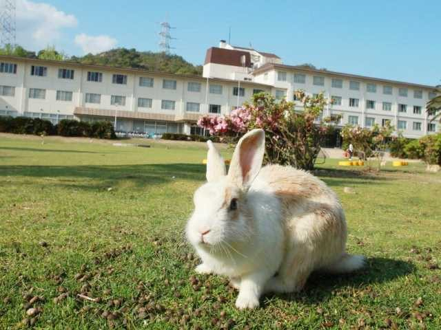 広島 大久野島 世界が注目する うさぎ島 ってどんなところ 観光旅行メディア まっぷるトラベルガイド