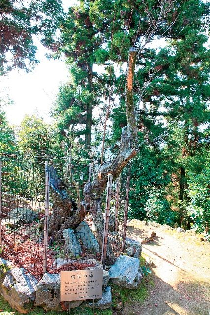広島 宮島 弥山 ハイキング 世界遺産のパワースポットへ行こう まっぷるトラベルガイド