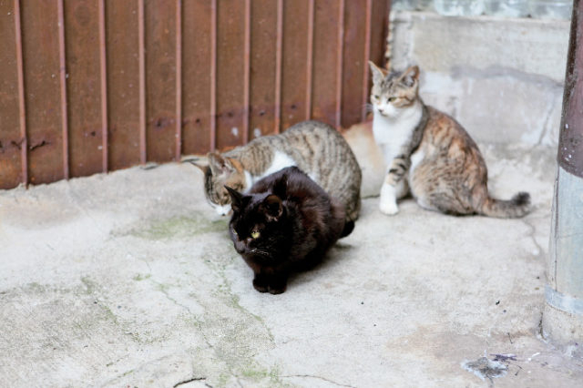 鞆の浦への行き方&お散歩モデルプラン