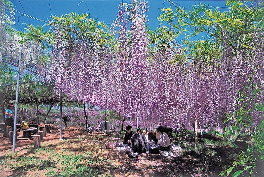 広島 せら高原 花畑めぐり せらバーガー まっぷるトラベルガイド