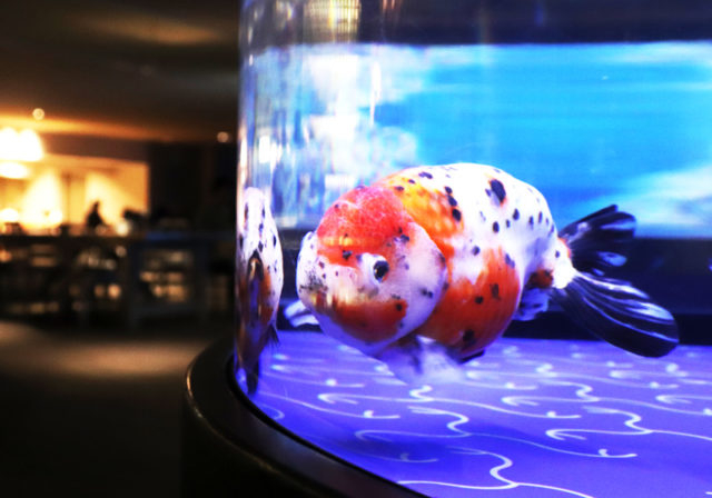 終了しました 東京 真夏の涼スポット 金魚1000匹が舞う 東京金魚ワンダーランド18 開催中 まっぷるトラベルガイド