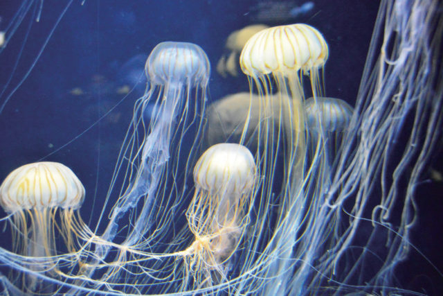 鶴岡 加茂水族館 世界最大級のクラゲ水族館 観光旅行メディア まっぷるトラベルガイド