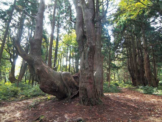 最上 幻想の森へ 大自然が育てた森の巨人 まっぷるトラベルガイド