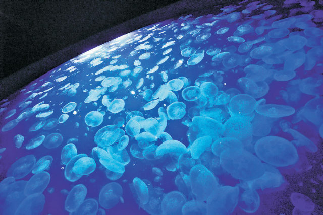 【山形ドライブ×クラゲ水族館と庄内グルメ満喫コース4】ゆらゆら泳ぐクラゲに癒される♪「鶴岡市立加茂水族館」