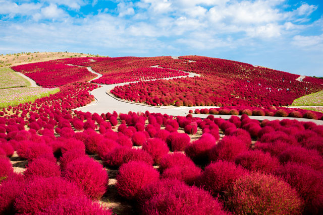 全国 バラ コスモス コキアなど秋の花を見に行こう 9月10月11月が見頃の花の名所選 19年版 観光旅行メディア まっぷるトラベルガイド