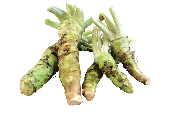 【岐阜・奥飛騨温泉郷×土産】奥飛騨の清流で育った本わさび「生わさび」 500円(小パック)、1000円(大パック)