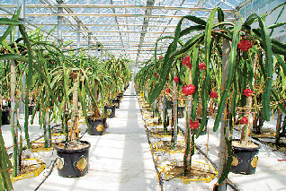 奥飛騨温泉育ちのドラゴンフルーツを食べ比べ!