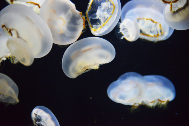 鶴岡 加茂水族館 世界最大級のクラゲ水族館 まっぷるトラベルガイド