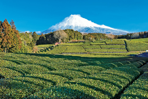 お茶どころならではの絶景「大淵笹場」