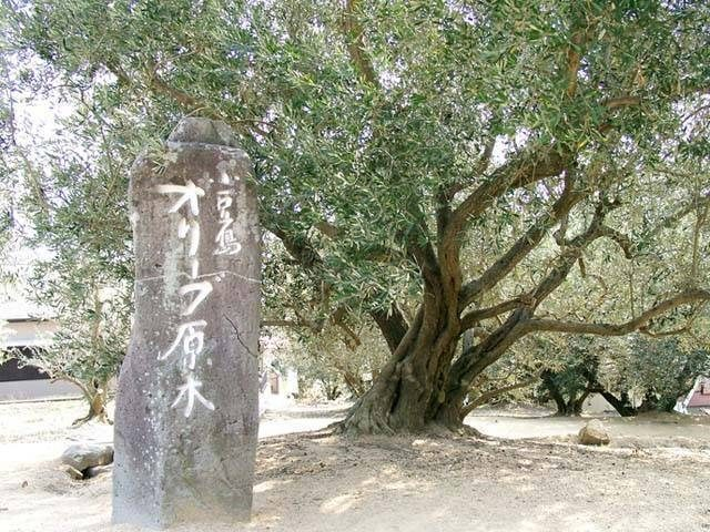 小豆島 国内オリーブ栽培発祥の島でオリーブ三昧 観光旅行メディア まっぷるトラベルガイド