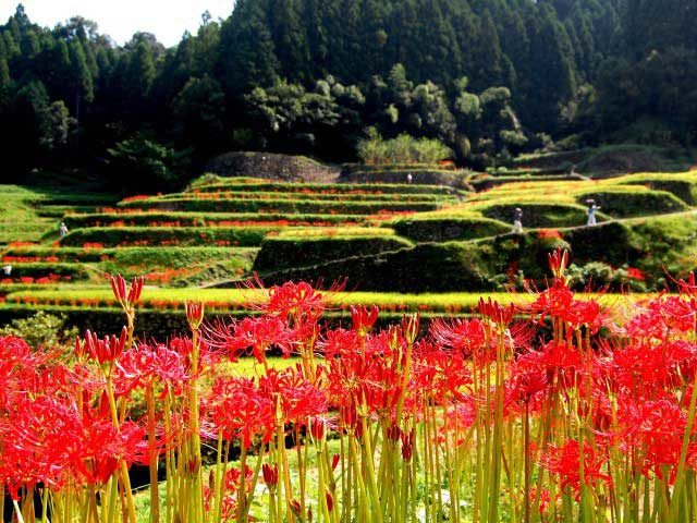 全国 バラ コスモス コキアなど秋の花を見に行こう 9月10月11月が見頃の花の名所選 19年版 まっぷるトラベルガイド