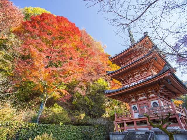 京都郊外 宇治の紅葉おすすめスポット まっぷるトラベルガイド