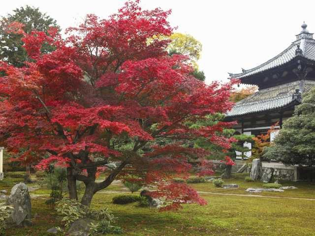 京都 嵐山 嵯峨野周辺 紅葉おすすめスポット 観光旅行メディア まっぷるトラベルガイド