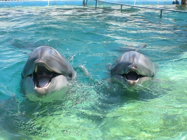 和歌山 太地 串本 イルカとふれあい体験スポット まっぷるトラベルガイド