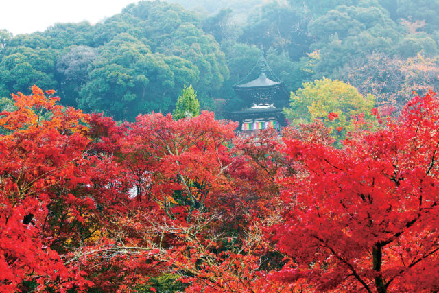 京都 南禅寺周辺 紅葉おすすめスポット 観光旅行メディア まっぷるトラベルガイド