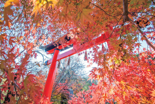 京都郊外 宇治の紅葉おすすめスポット まっぷるトラベルガイド