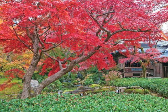 嵐山・嵯峨野周辺の紅葉おすすめスポット 宝厳院