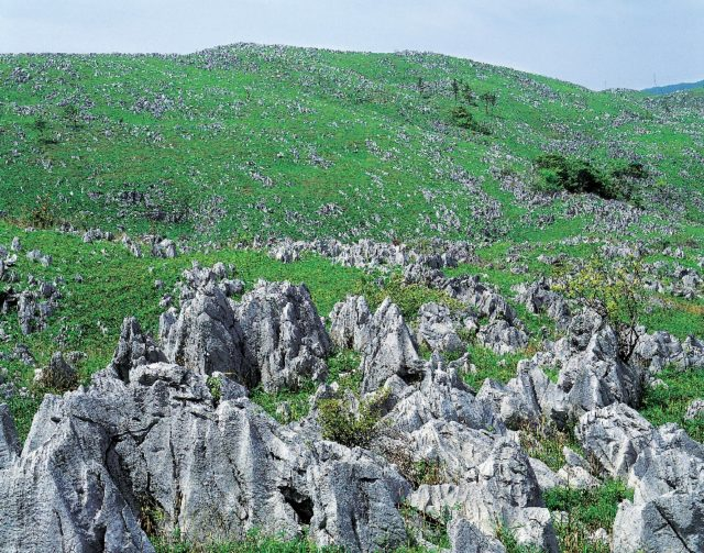 山口 秋吉台 緑のカルスト台地の見どころをチェック まっぷるトラベルガイド