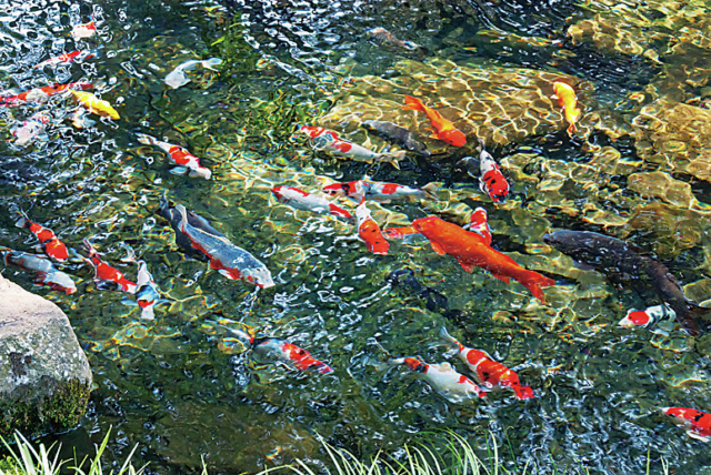 【阿蘇サイクリング×名水スポット2】日本庭園風の公園に湧く”誕生水”「明神池名水公園」