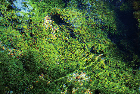 【阿蘇サイクリング×名水スポット3】名水の里を代表する水源スポット「白川水源」