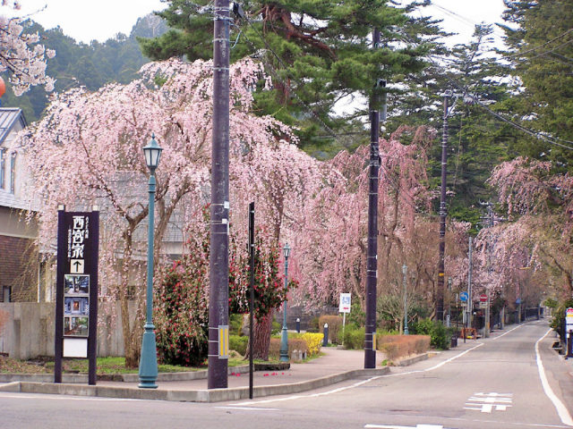 角館 桜まつり 見頃 鑑賞ポイントをチェック まっぷるトラベルガイド