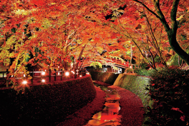 京都 ライトアップ紅葉　北野天満宮
