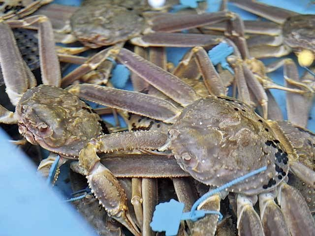 【但馬・丹後×松葉ガニ】丹後ひもの屋