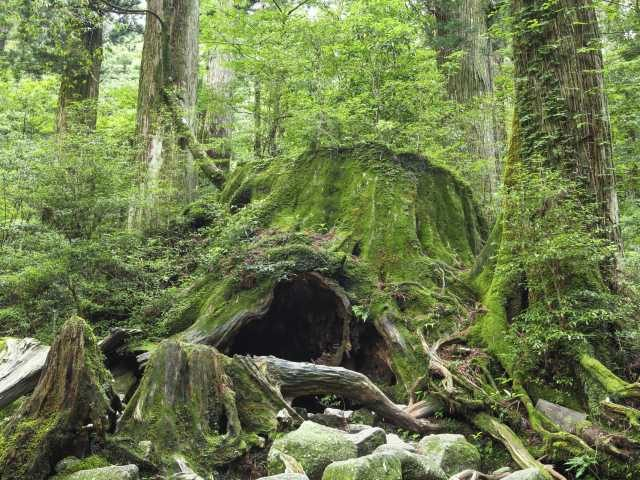 鹿児島 屋久島 一番会いたい 縄文杉トレッキングにチャレンジ まっぷるトラベルガイド