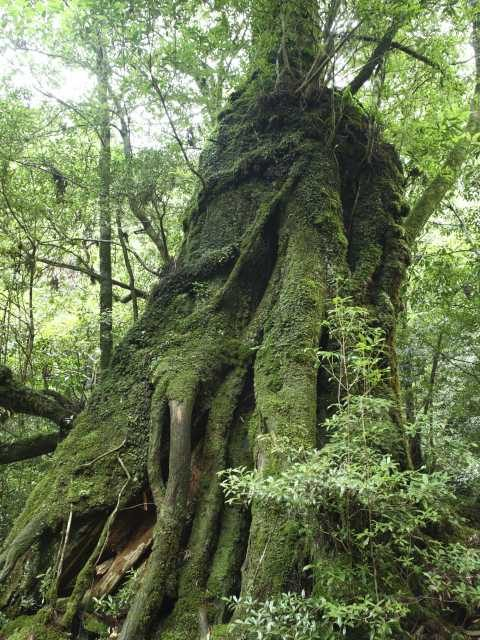 屋久島 一本杉