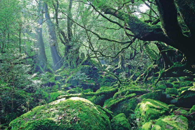 白谷雲水峡 屋久島の神秘の森で元気をチャージ まっぷるトラベルガイド