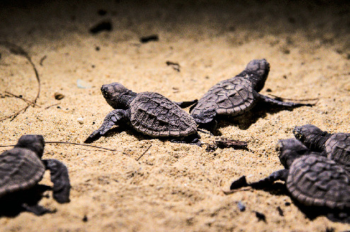 屋久島 かわいいウミガメを見に行こう 観光旅行メディア まっぷるトラベルガイド